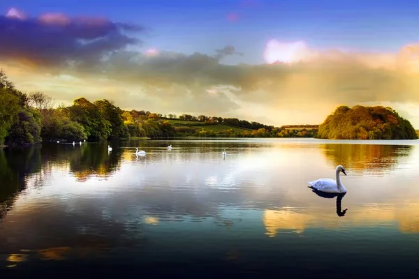 Lago dos Cisnes — Fotografia de Stock