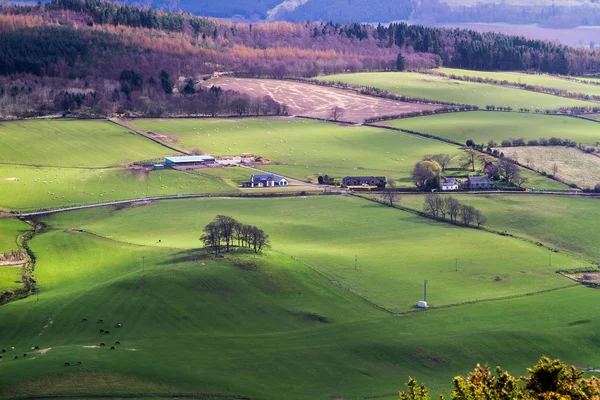 Skotska gård — Stockfoto
