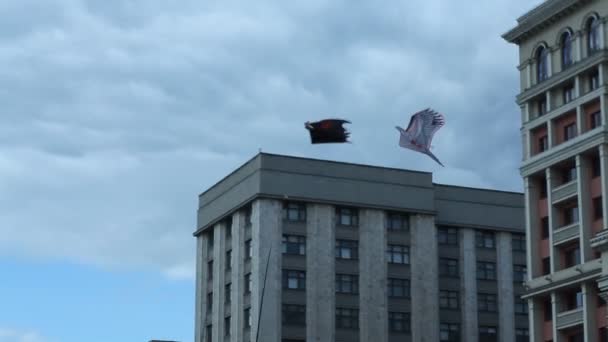Flying kites — Stock Video