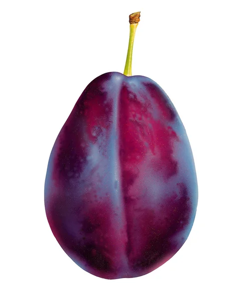 Plum fruit — Stock Photo, Image