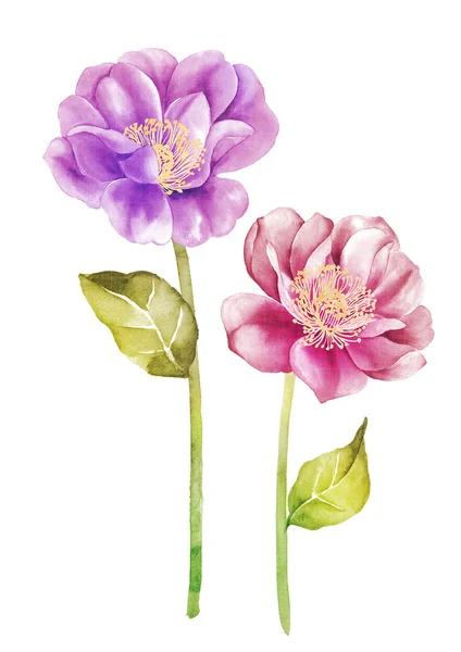 Watercolor illustration flower — Stock Photo, Image