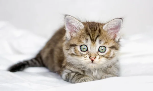 Cute Little Brown Tabby Kitten Lying Bed — Stock Photo, Image