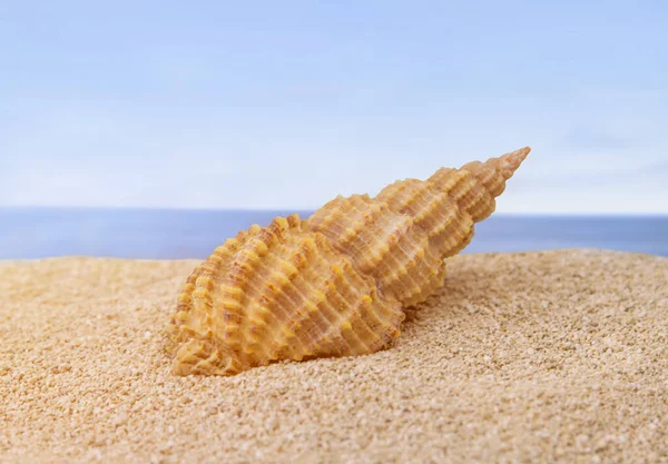 Ракушка Песчаном Пляже — стоковое фото