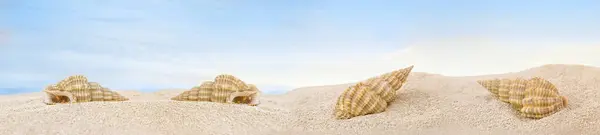 Комплект Ракушек Песчаном Пляже — стоковое фото