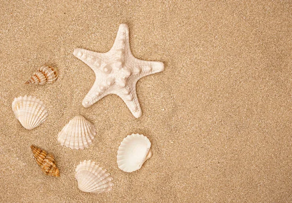 Sommarens Soliga Strand Närbild Snäckskal Sanden Royaltyfria Stockbilder