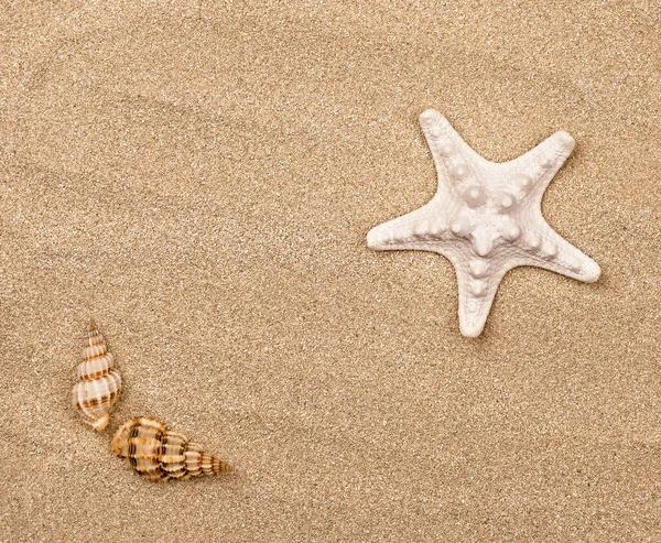 Sommersonniger Strand Nahaufnahme Von Muscheln Sand — Stockfoto