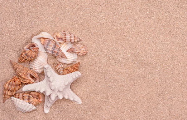 Kagylók Homokos Háttér Jogdíjmentes Stock Képek