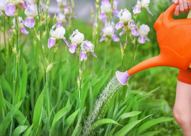 İris bahçesini sulayan genç çiftçi kız.                           