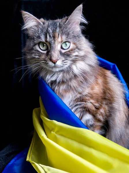 Портрет Розумного Сибірського Кота Який Дивиться Українським Синім Жовтим Прапором — стокове фото