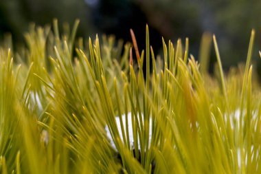 Kışın çimenler karla kaplı