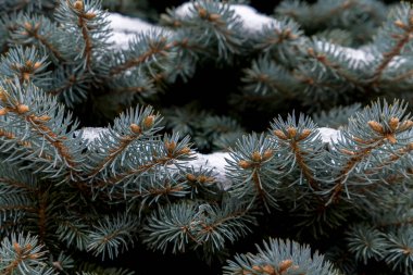 Çam iğnelerini kapatın.