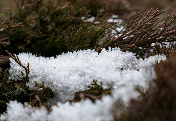 Снег Ветвях Сосны — стоковое фото