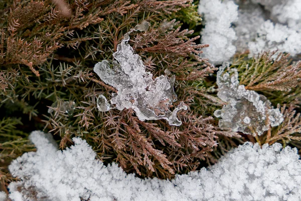 Frost Grenarna Vinter — Stockfoto
