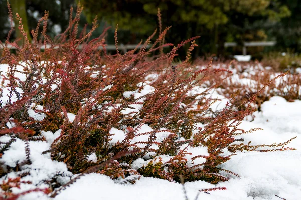 Borította Virágok Télen — Stock Fotó