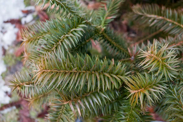 Close Pine Иглы — стоковое фото