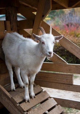 Çiftlikteki beyaz keçi