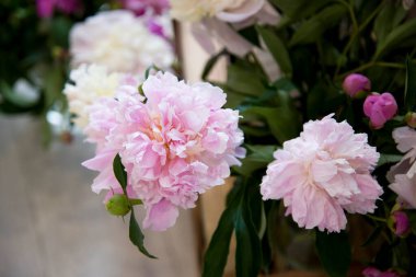 pembe ve beyaz peonies buket