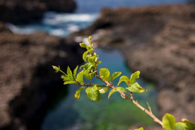 Okyanusun yakınındaki kayanın üzerinde bir çiçek