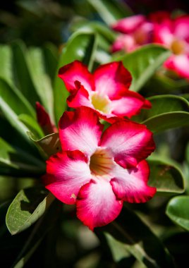 kırmızı ve beyaz çiçek