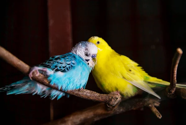 파란색과 노란색 앵무새 — 스톡 사진