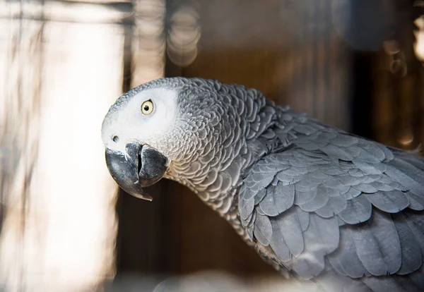 Сірий Великий Папуга Зоопарку — стокове фото