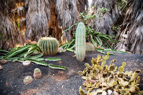 Cactus Dans Désert — Photo