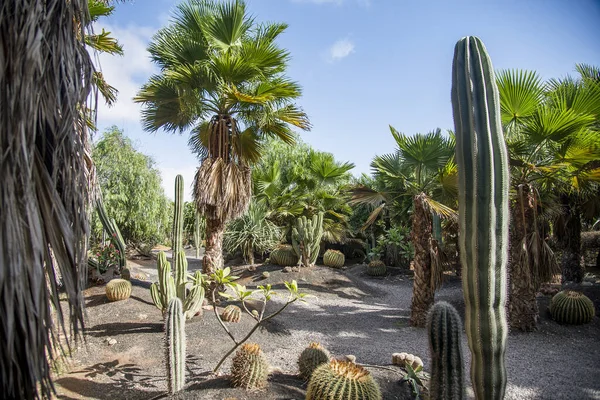 Árboles Desierto — Foto de Stock