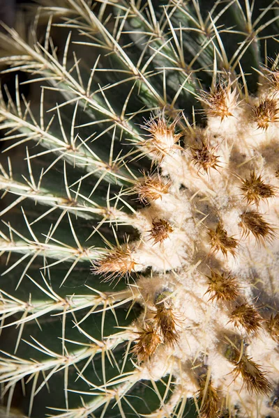 Sluiten Van Cactus — Stockfoto