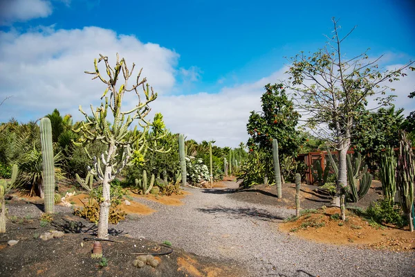 Cactus Desierto — Foto de Stock
