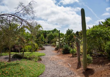 Çölde palmiye ağaçları