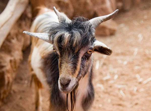 Bir Keçinin Portresini Kapat — Stok fotoğraf