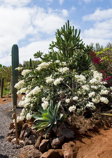 Kaktus Kvetoucí Keř Poušti — Stock fotografie