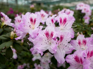 Bahçede beyaz ve pembe çiçekler açelya
