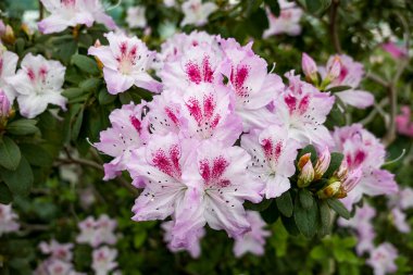 Bahçede beyaz ve pembe çiçekler açelya