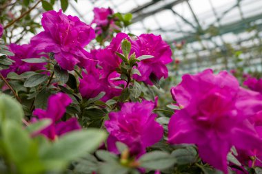 Pembe çiçekler açelya bahçesinde