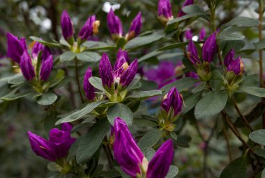 Bahçedeki leylak tomurcukları