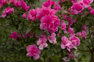 Baharda bahçedeki güzel pembe çiçekler.