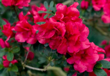 Baharda bahçedeki güzel pembe çiçekler.