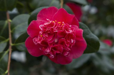 Bahar bahçesinde kırmızı kamelya çiçeği
