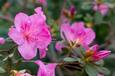 Baharda bahçedeki güzel pembe çiçekler.