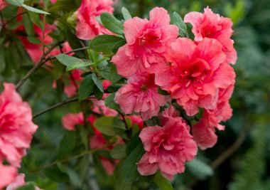 Baharda bahçedeki güzel pembe çiçekler.