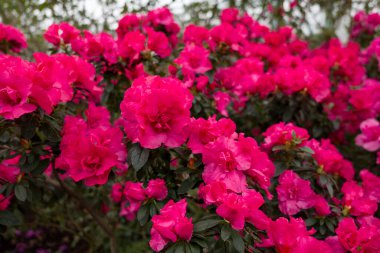 Baharda bahçedeki güzel pembe çiçekler.