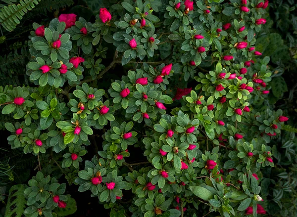 Background Red Flowers Azalea — Stock Photo, Image