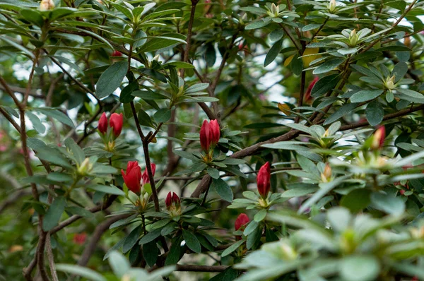 Red Azalea Bush Spring Botanic Garden — Stock Photo, Image