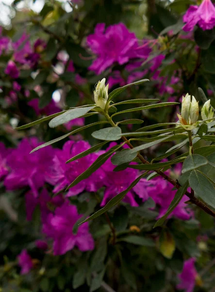 Лиловые Цветы Azalea Саду — стоковое фото