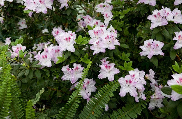 Белые Розовые Цветы Azalea Саду — стоковое фото