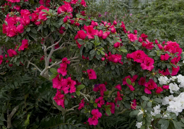 Красивые Розовые Цветы Azaleas Саду Весной — стоковое фото