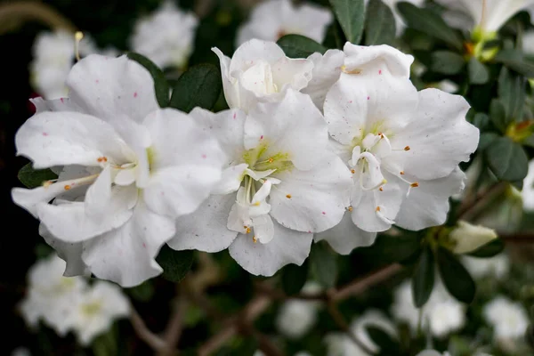Красивая Весна Белый Цветок Azalea Саду — стоковое фото