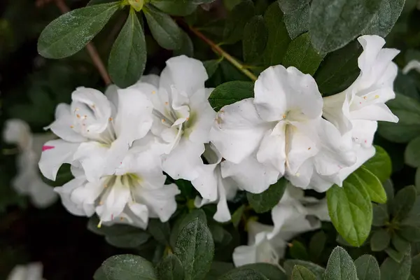 Красивая Весна Белый Цветок Azalea Саду — стоковое фото