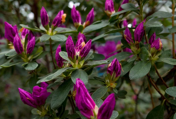 Лиловый Бутон Цветы Саду — стоковое фото